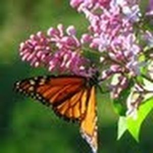 Meet your Posher, Glory